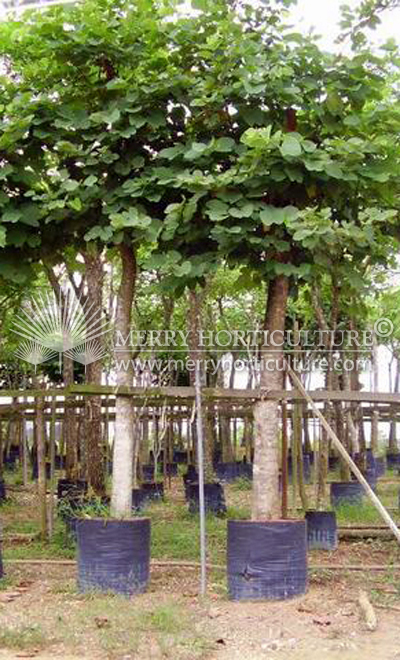 Bauhinia blakeana (Purple)